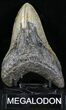 Lower Megalodon Tooth - North Carolina #23431-1